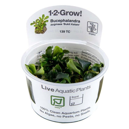 Bucephalandra Pygmaea Bukit Kelam 1-2-Grow