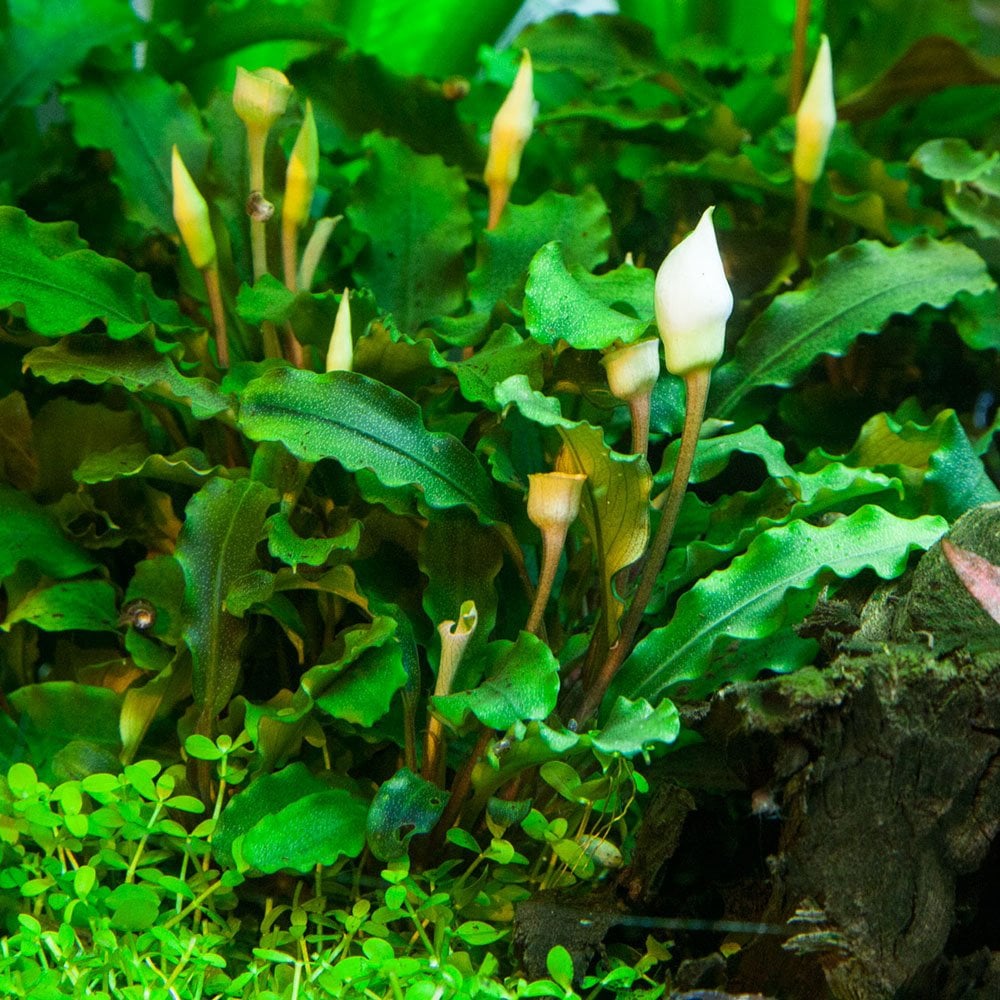 Bucephalandra Pygmaea Bukit Kelam 1-2-Grow