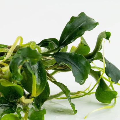 Bucephalandra Pygmaea Bukit Kelam 1-2-Grow