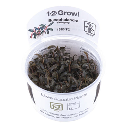 Bucephalandra Kedagang 1-2-Grow