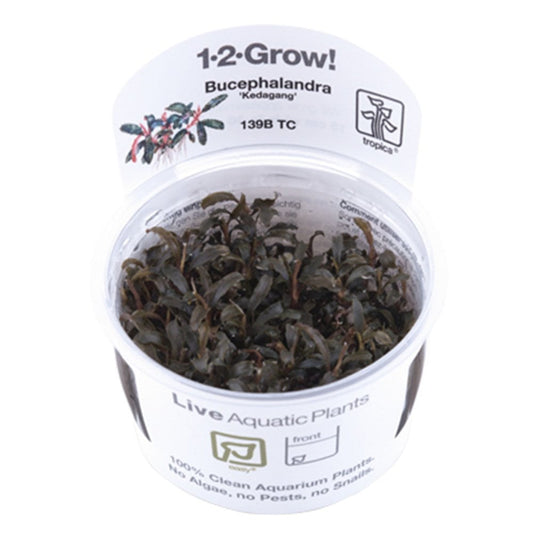 Bucephalandra Kedagang 1-2-Grow