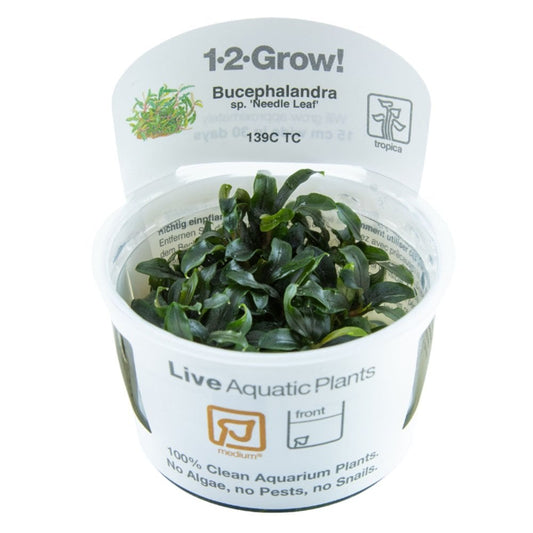 Bucephalandra Needle Leaf 1-2-Grow