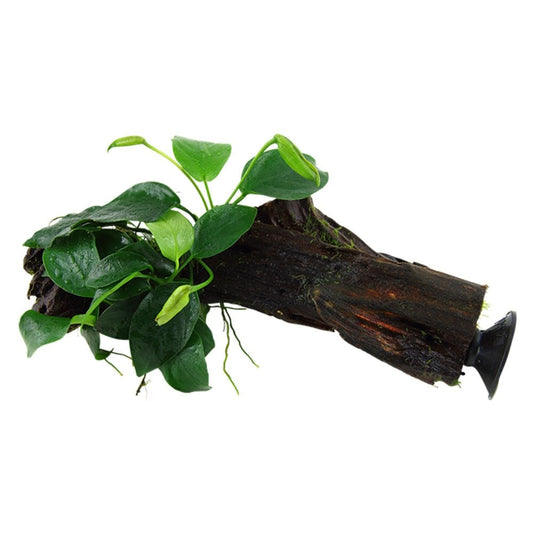 Anubias Barteri Var. Nana On Wood With Sucker