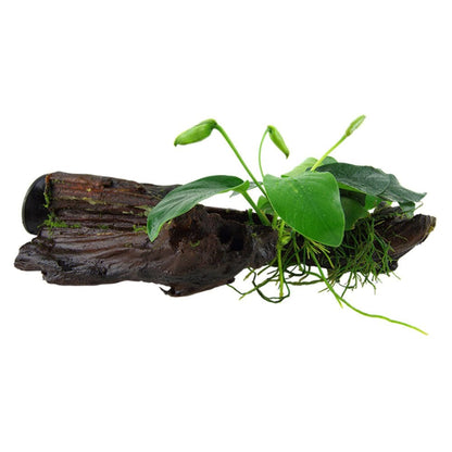 Anubias Barteri Var. Nana On Wood With Sucker