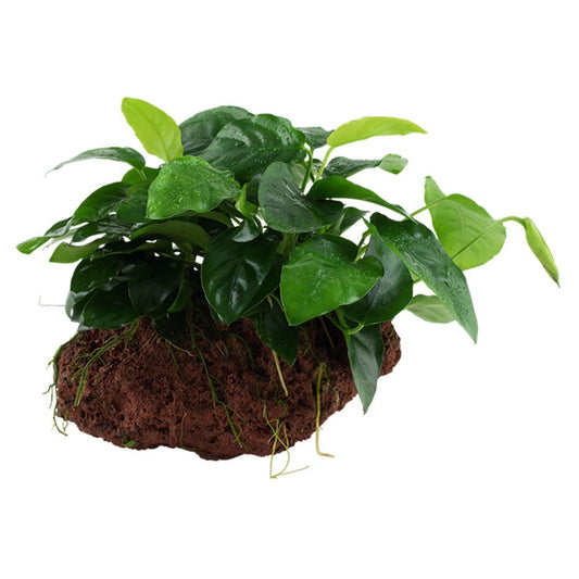 Anubias Barteri Var. Nana On Lava Stone