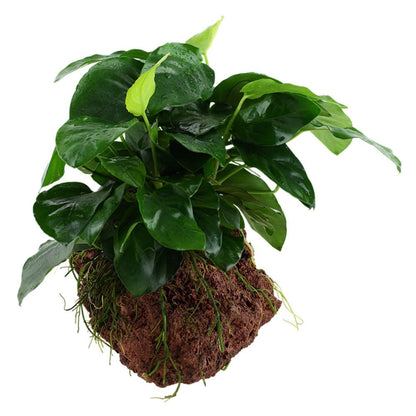 Anubias Barteri Var. Nana On Lava Stone