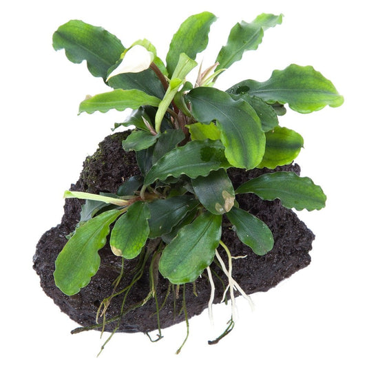 Bucephalandra Pygmaea Wavy Green On Lava Stone