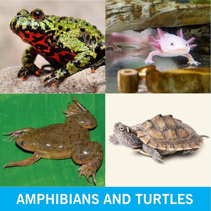 PURE Amphibian & Turtle Duo Pack