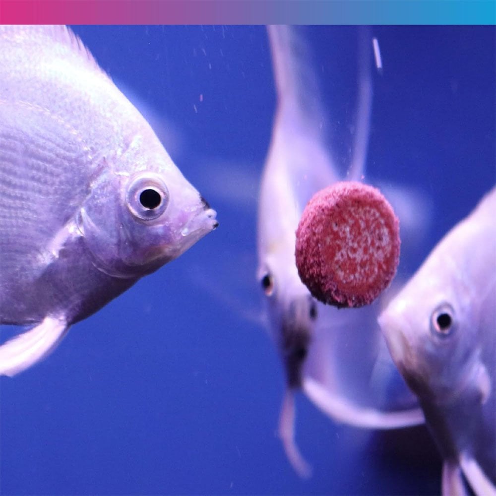 Fish Treat Tablets