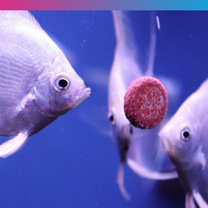Fish Treat Tablets