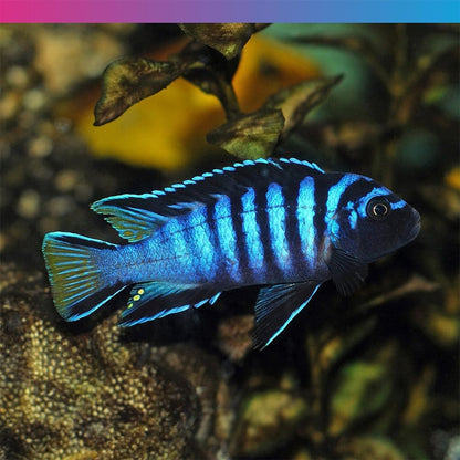 Pro-F Cichlid Green 33