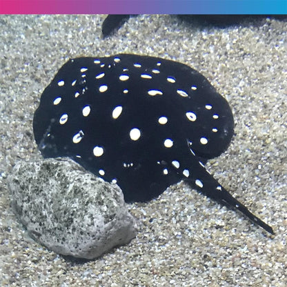 Pro-F Stingray Pellets