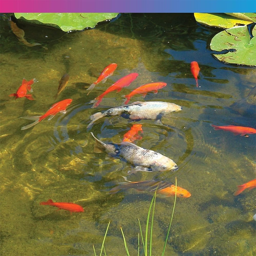 Multi Season Pond Food