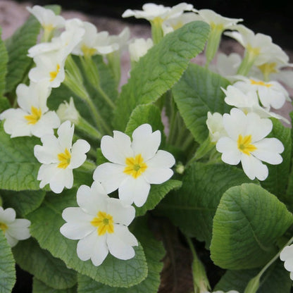 Primula Vulgaris - Primrose 9cm (3pk)