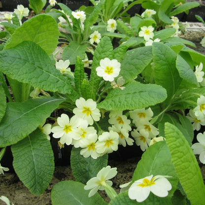 Primula Vulgaris - Primrose 9cm (3pk)
