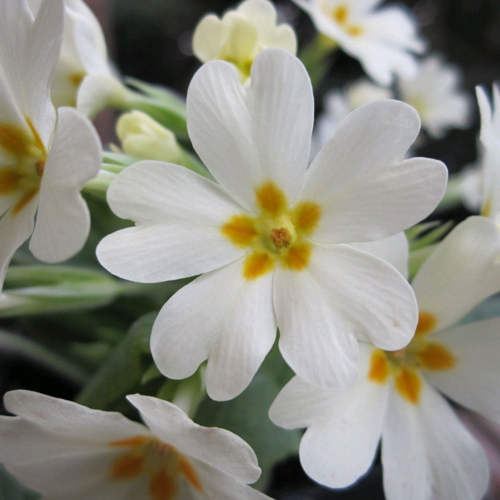 Primula Vulgaris - Primrose 9cm (3pk)