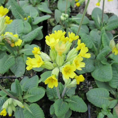 Primula Veris - Cowslip 9cm (3pk)