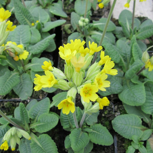 Primula Veris - Cowslip 9cm (3pk)