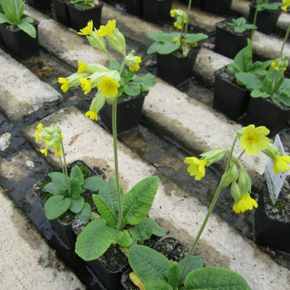 Primula Veris - Cowslip 9cm (3pk)