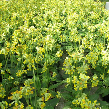 Primula Veris - Cowslip 9cm (3pk)