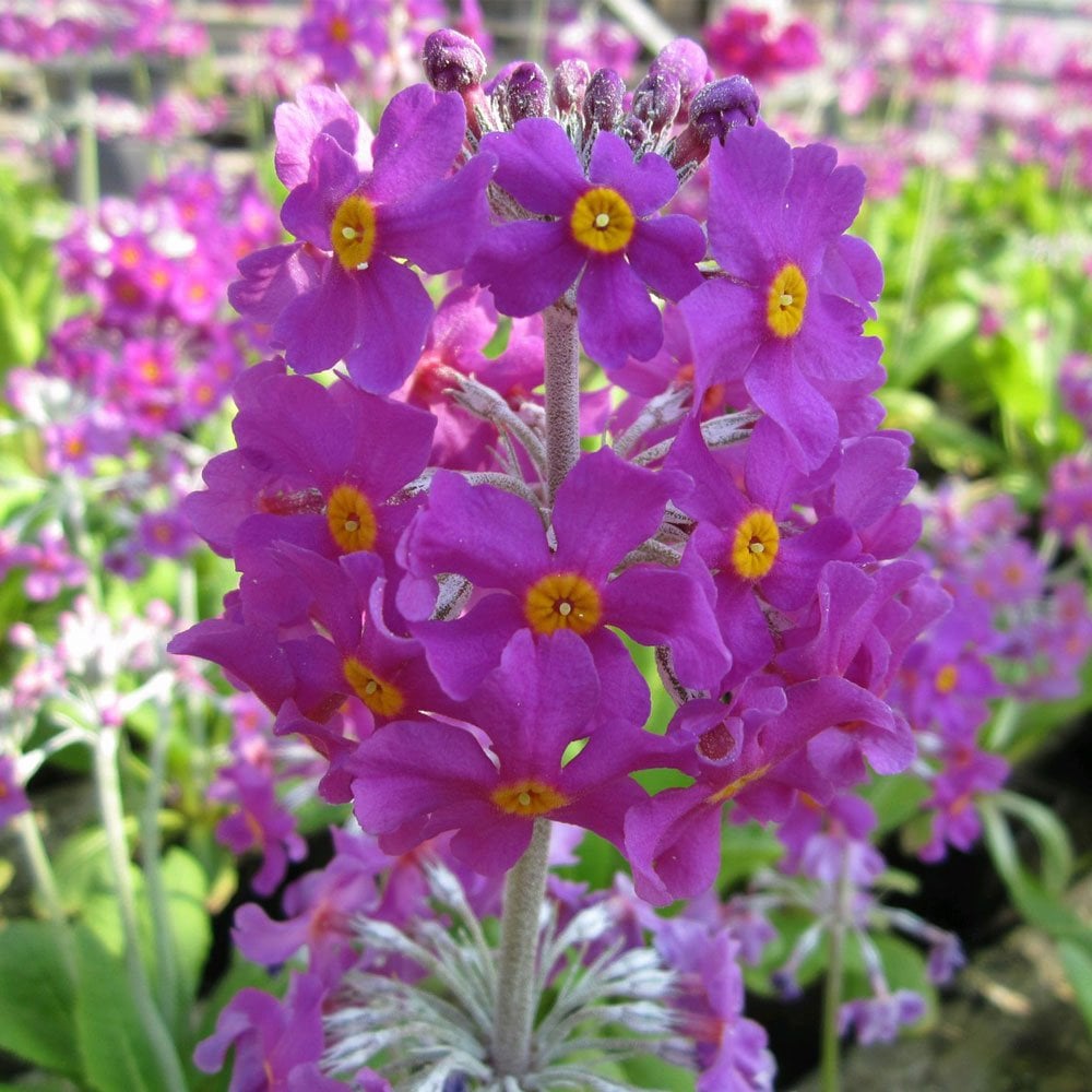 Primula Beesiana 9cm (3pk)