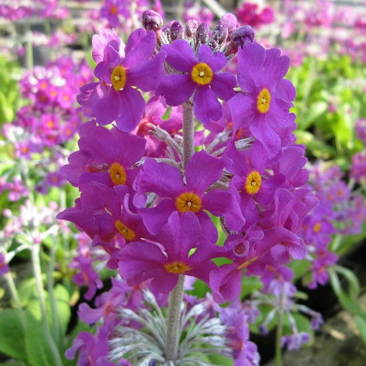 Primula Beesiana 9cm (3pk)