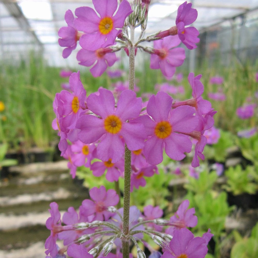 Primula Beesiana 9cm (3pk)