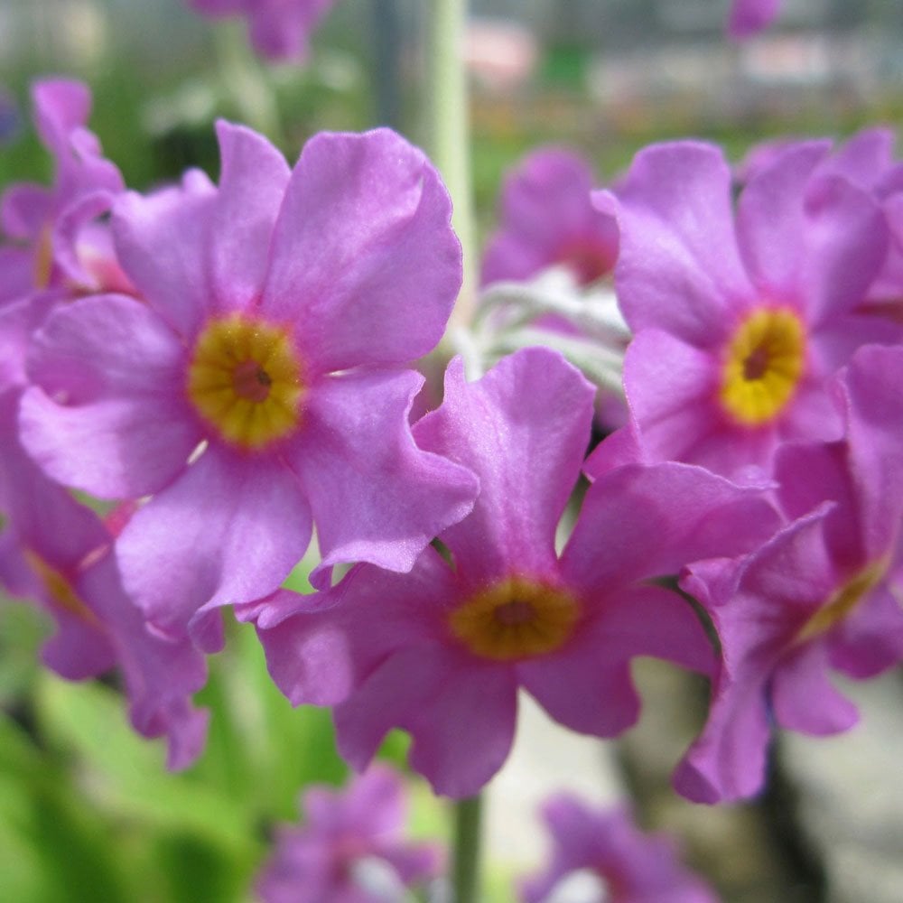 Primula Beesiana 9cm (3pk)