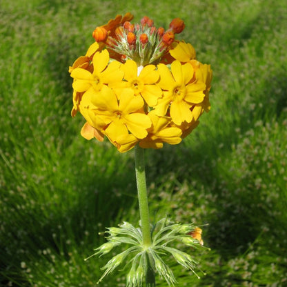 Primula Bulleyana 9cm (3pk)