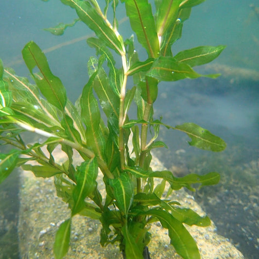 Potamogeton Crispus - Curly Pondweed Bunches (5k)
