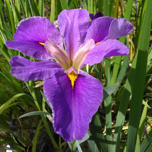 Iris Louisiana Pegaletta 3Ltr