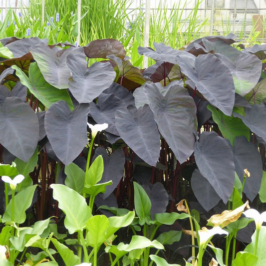 Colocasia Rubra Black Magic - Elephant Ear 3Ltr