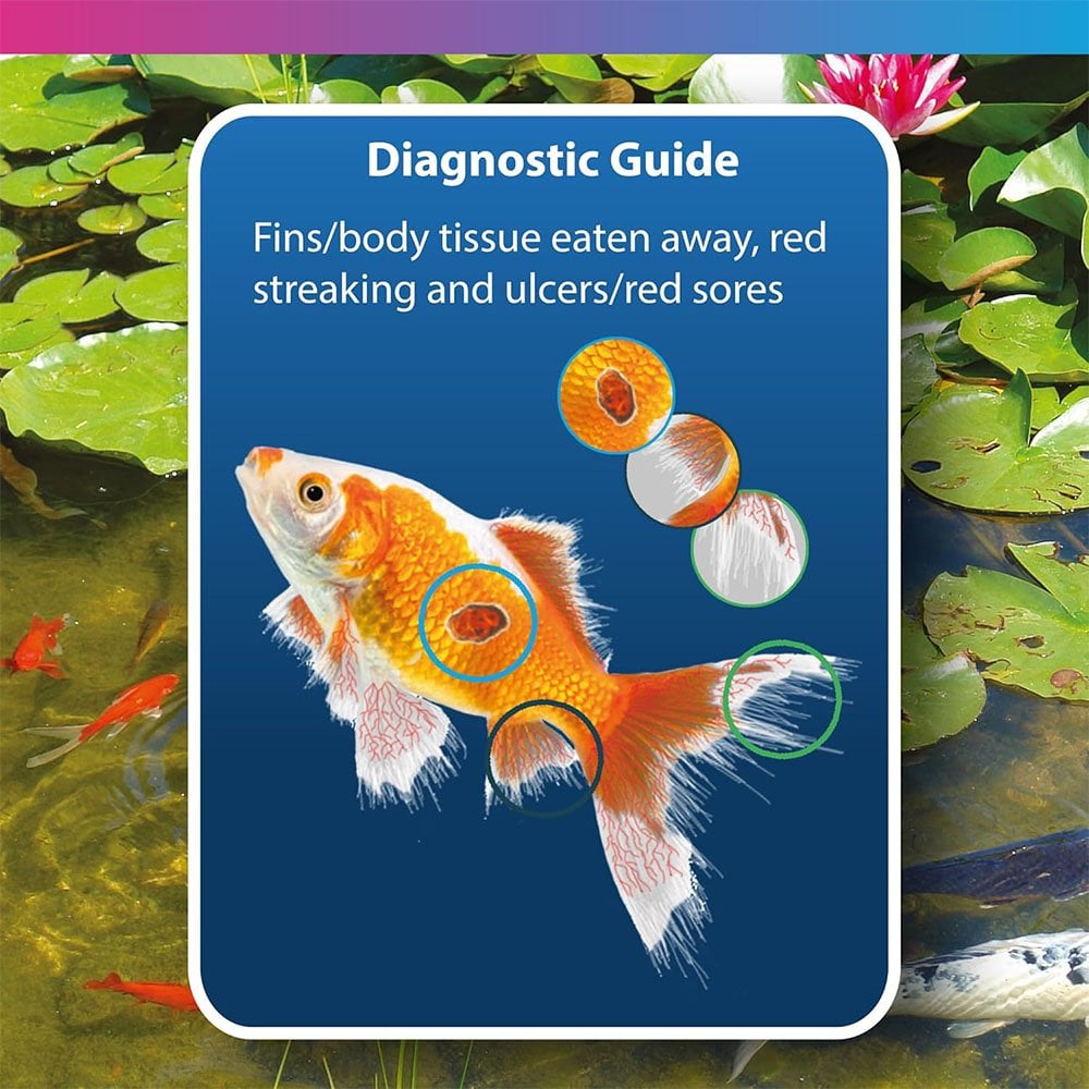 Bacterad - Anti-Ulcer Finrot & Flukes