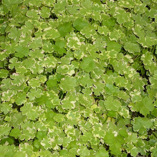 Hydrocotyle Sibthorpioides - Lawn Marshpennywort