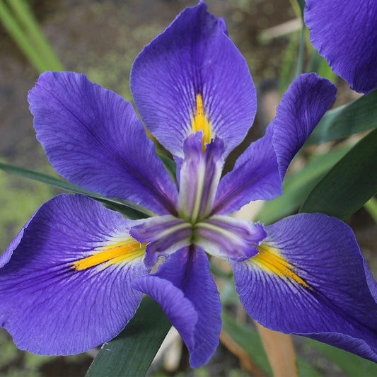 Iris Louisiana Heather Stream 3Ltr