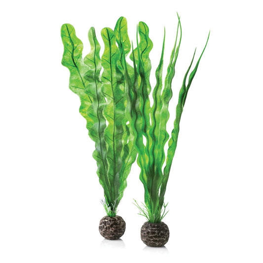 Easy Plants - Medium