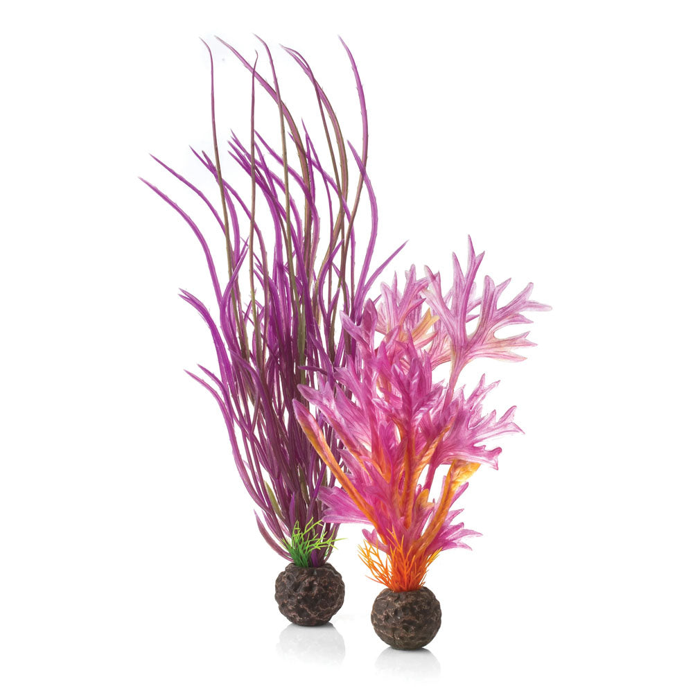 Colour Plants Red/Pink