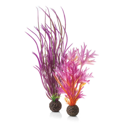 Colour Plants Red/Pink