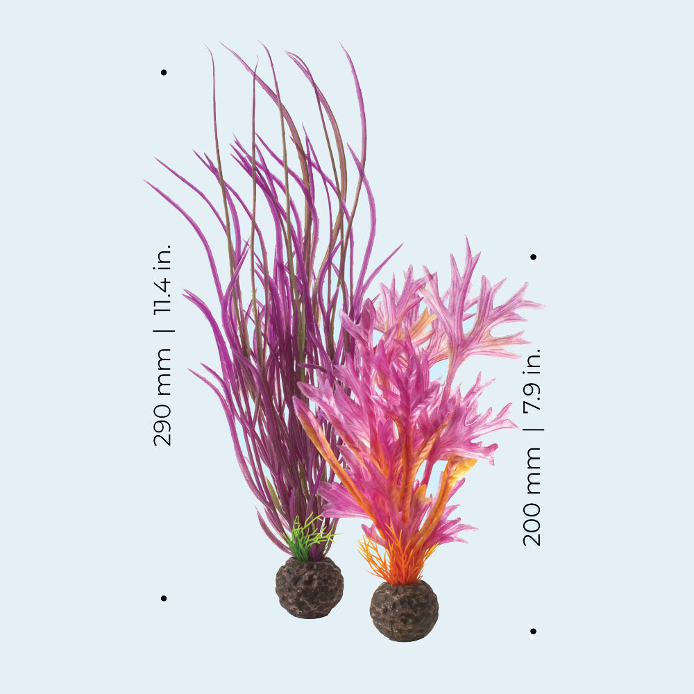 Colour Plants Red/Pink