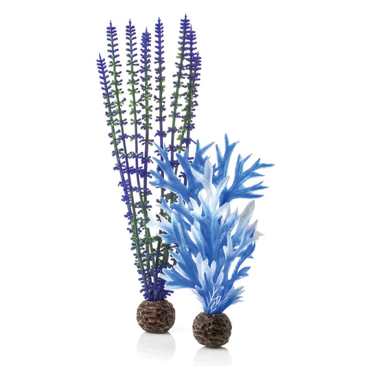 Colour Plants Blue/Purple