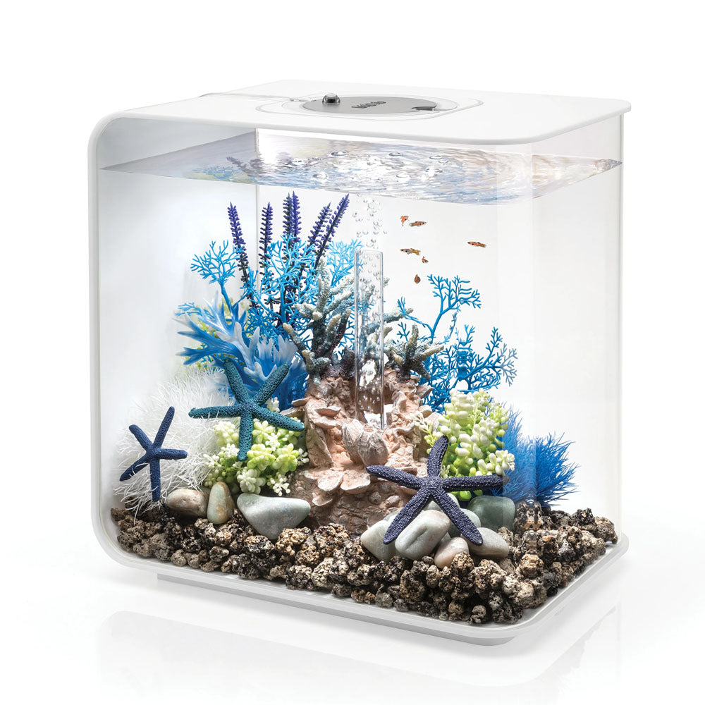 Colour Plants Blue/Purple