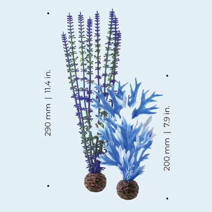 Colour Plants Blue/Purple