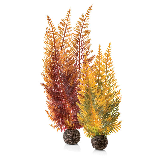 Autumn Ferns Plant Pack