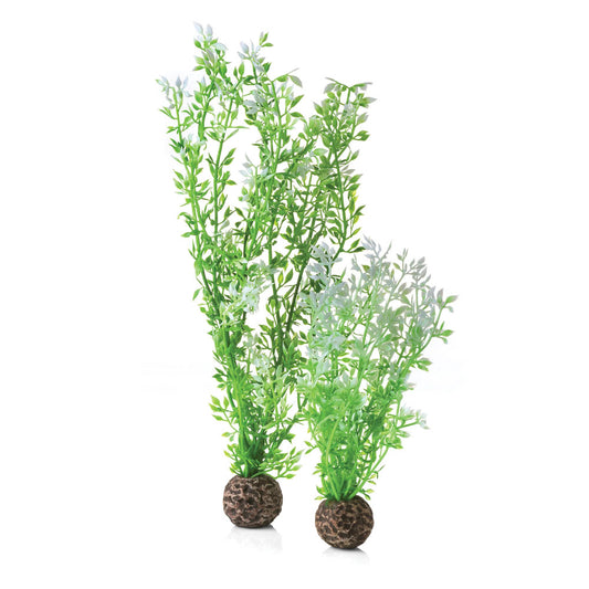 Winter Flowers Plant Pack