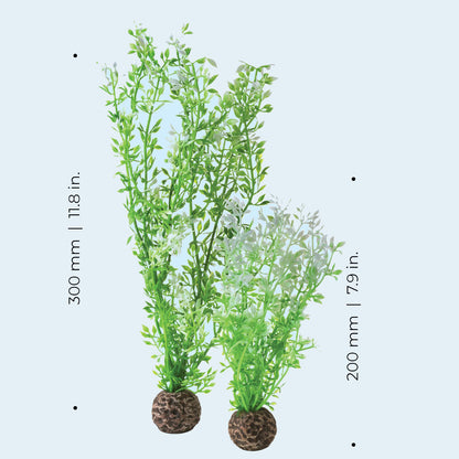 Winter Flowers Plant Pack