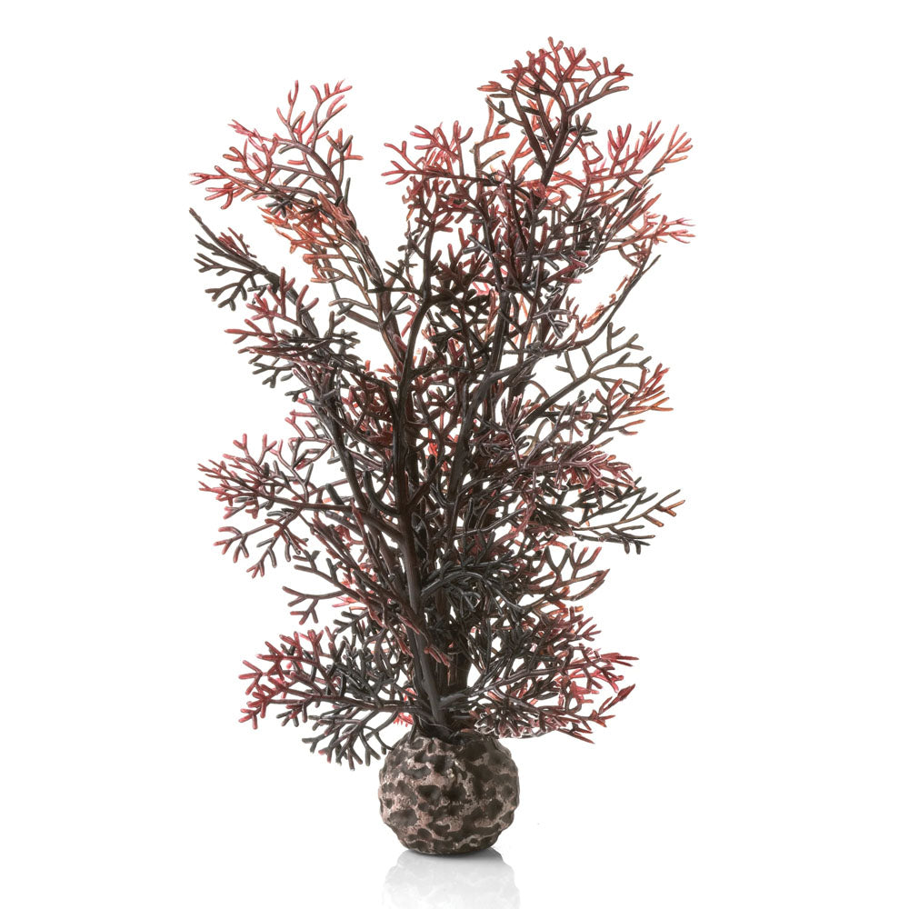 Crimson Sea Fan - Small