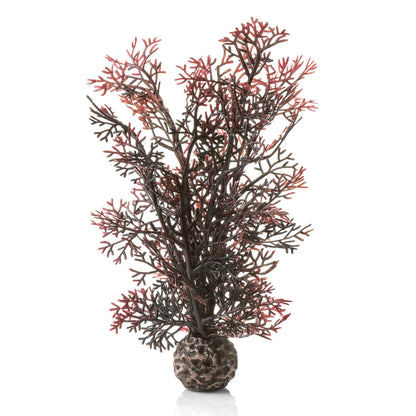 Crimson Sea Fan - Small