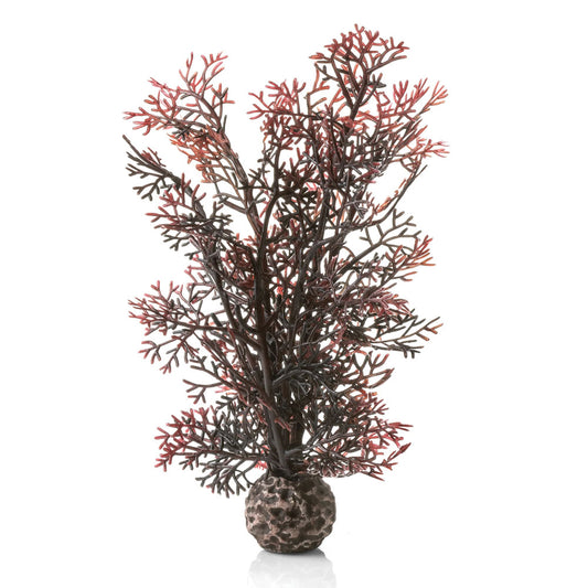Crimson Sea Fan - Small