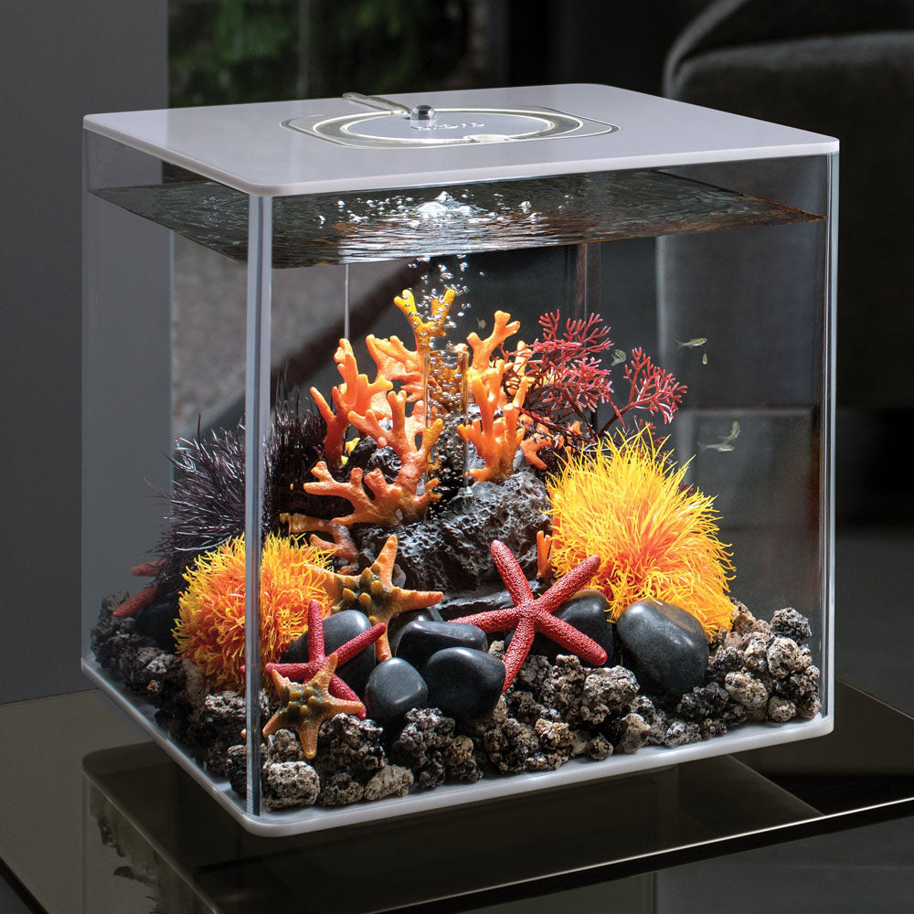 Crimson Sea Fan - Small