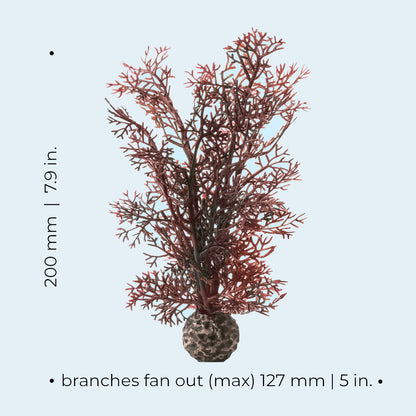 Crimson Sea Fan - Small